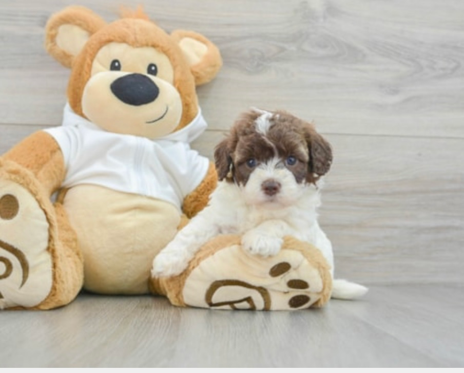 Hypoallergenic Labrador Poodle Mix Puppy