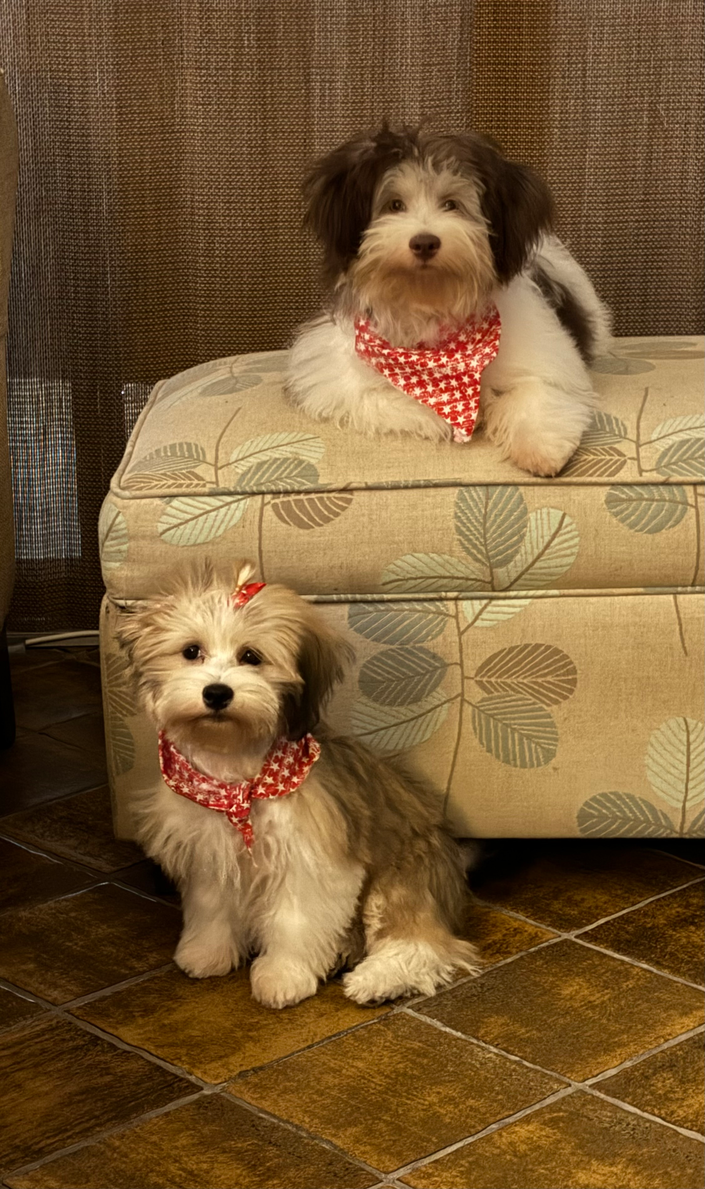 Havanese Puppy for Adoption