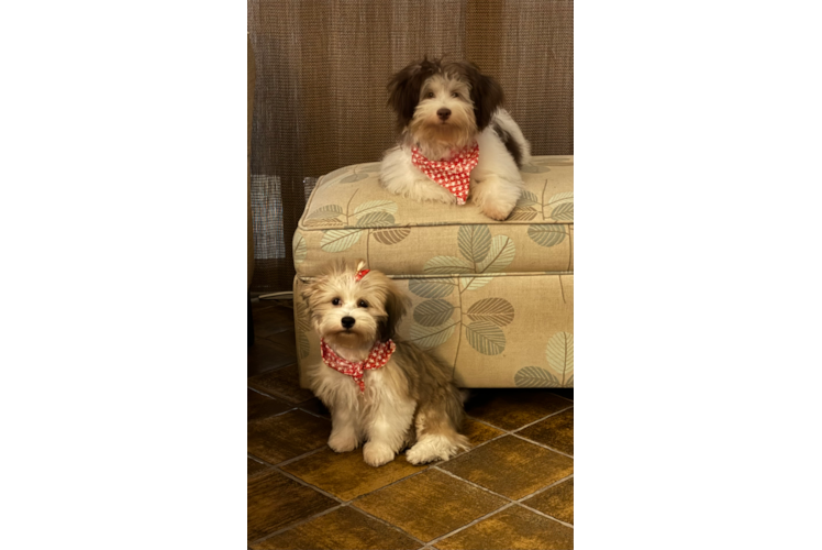 Havanese Puppy for Adoption