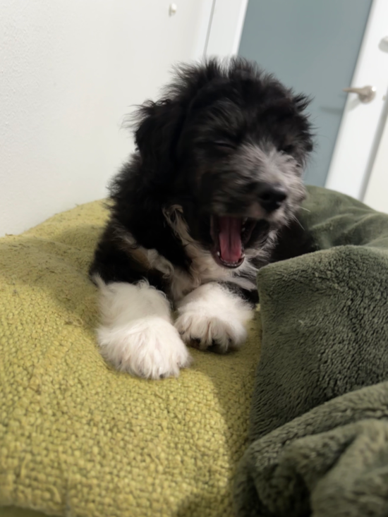 Mini Aussiedoodle