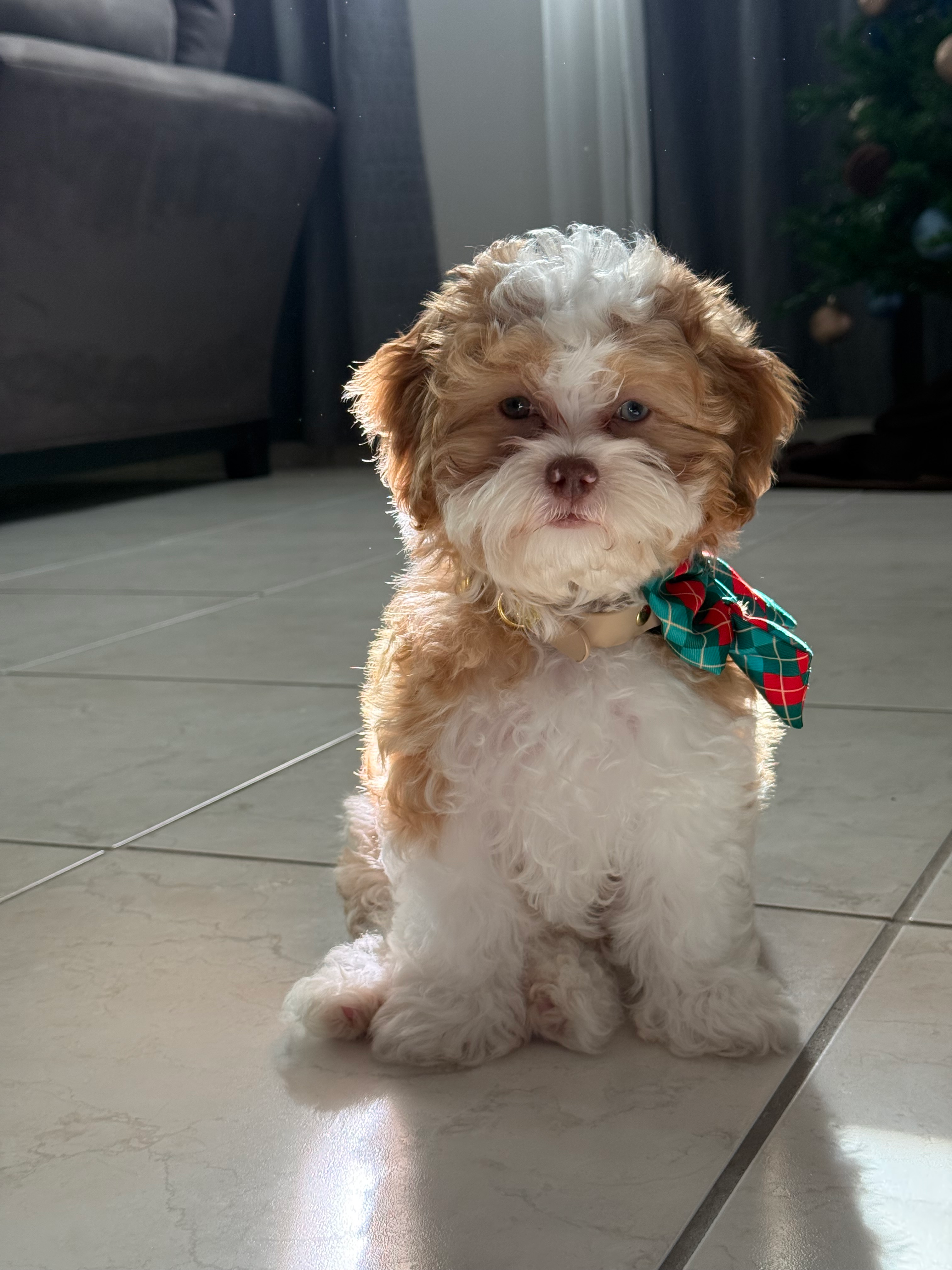 Funny Shih Poo Poodle Mix Pup
