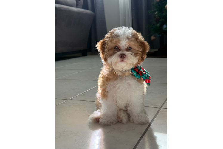 Funny Shih Poo Poodle Mix Pup