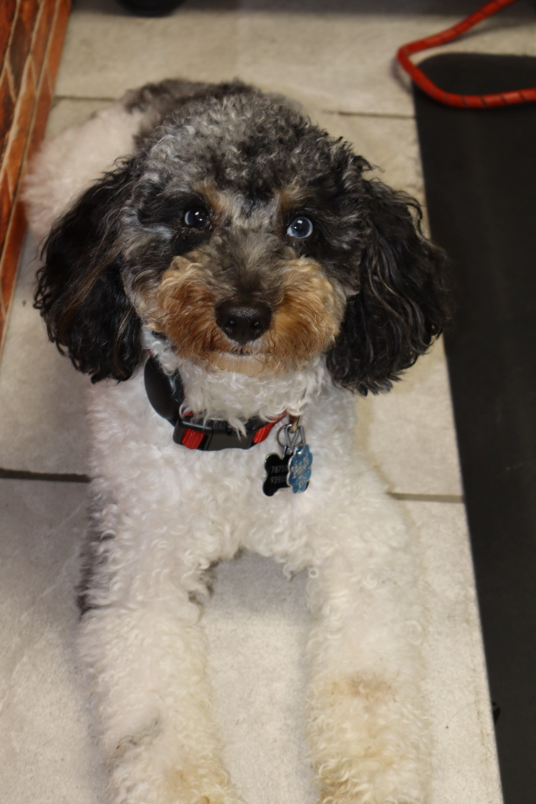 Poodle Pup Being Cute