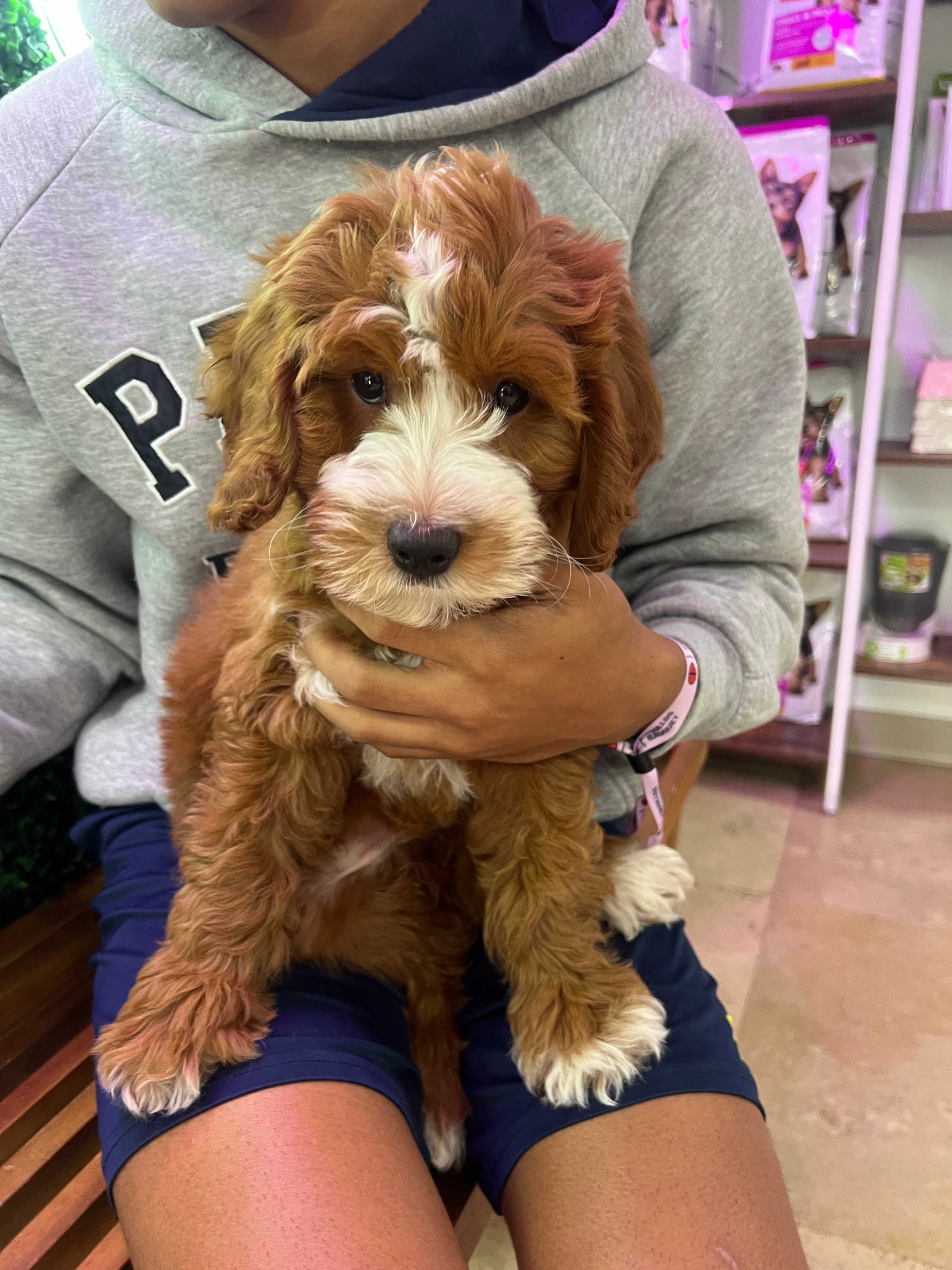 Mini Irish Doodle Pup Being Cute
