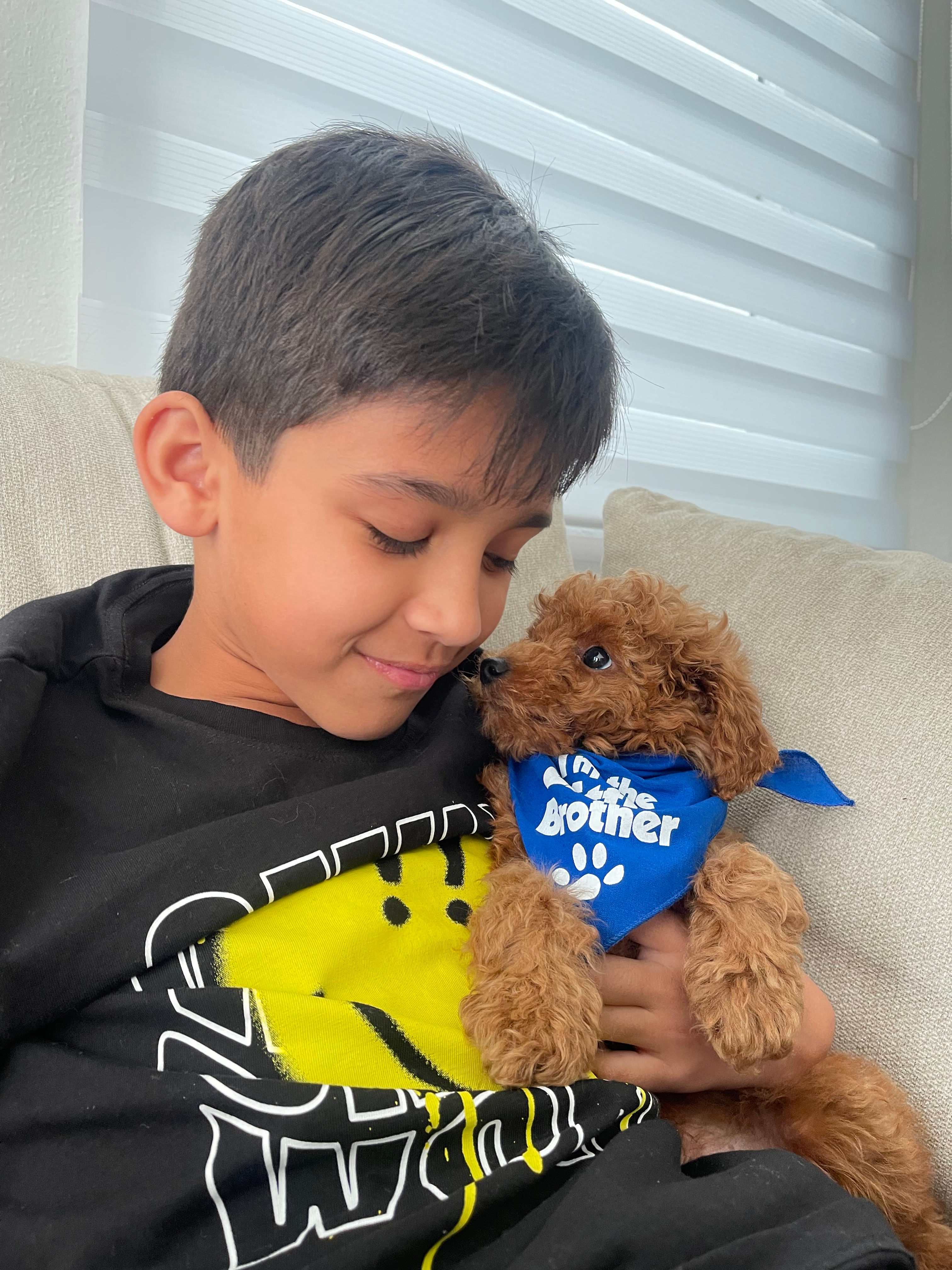 Best Mini Goldendoodle Baby