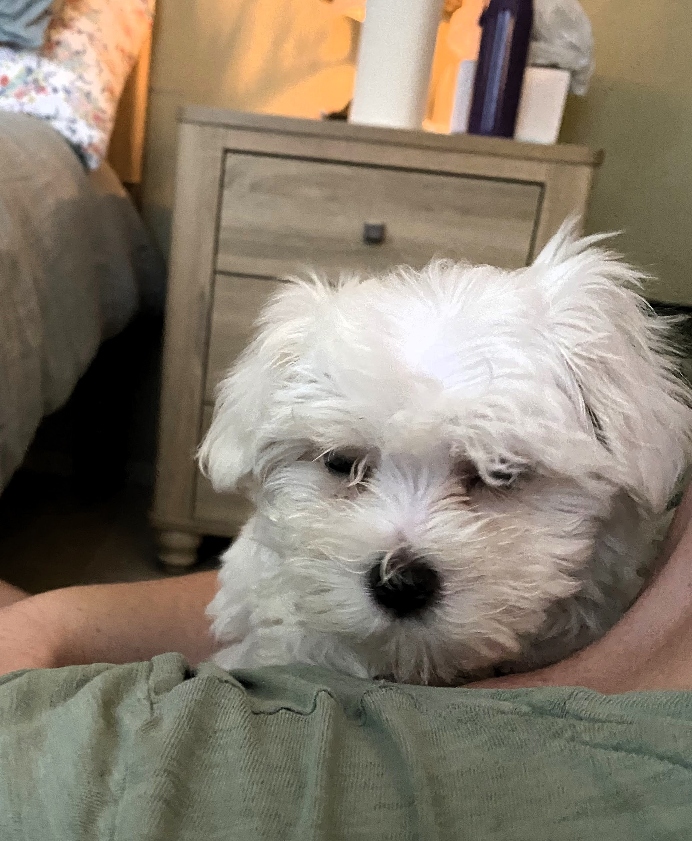 Best Maltese Baby