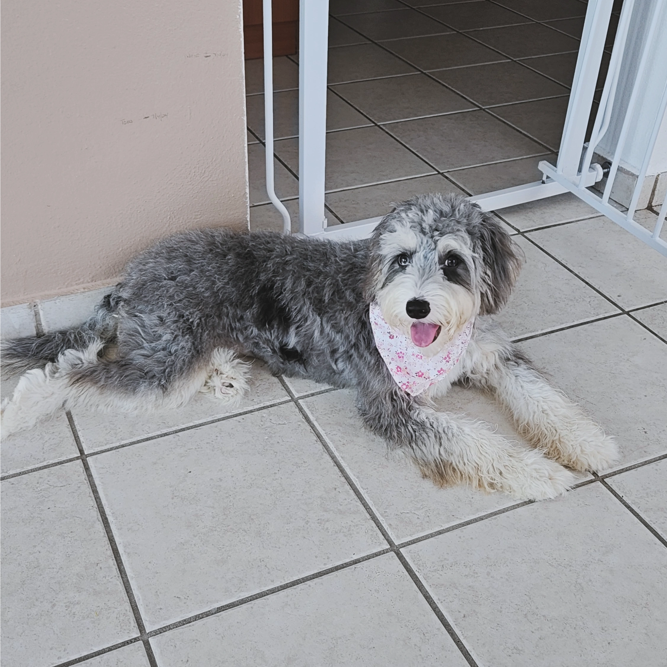 Mini Bernedoodle Pup Being Cute