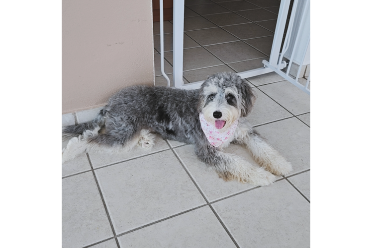 Mini Bernedoodle Pup Being Cute