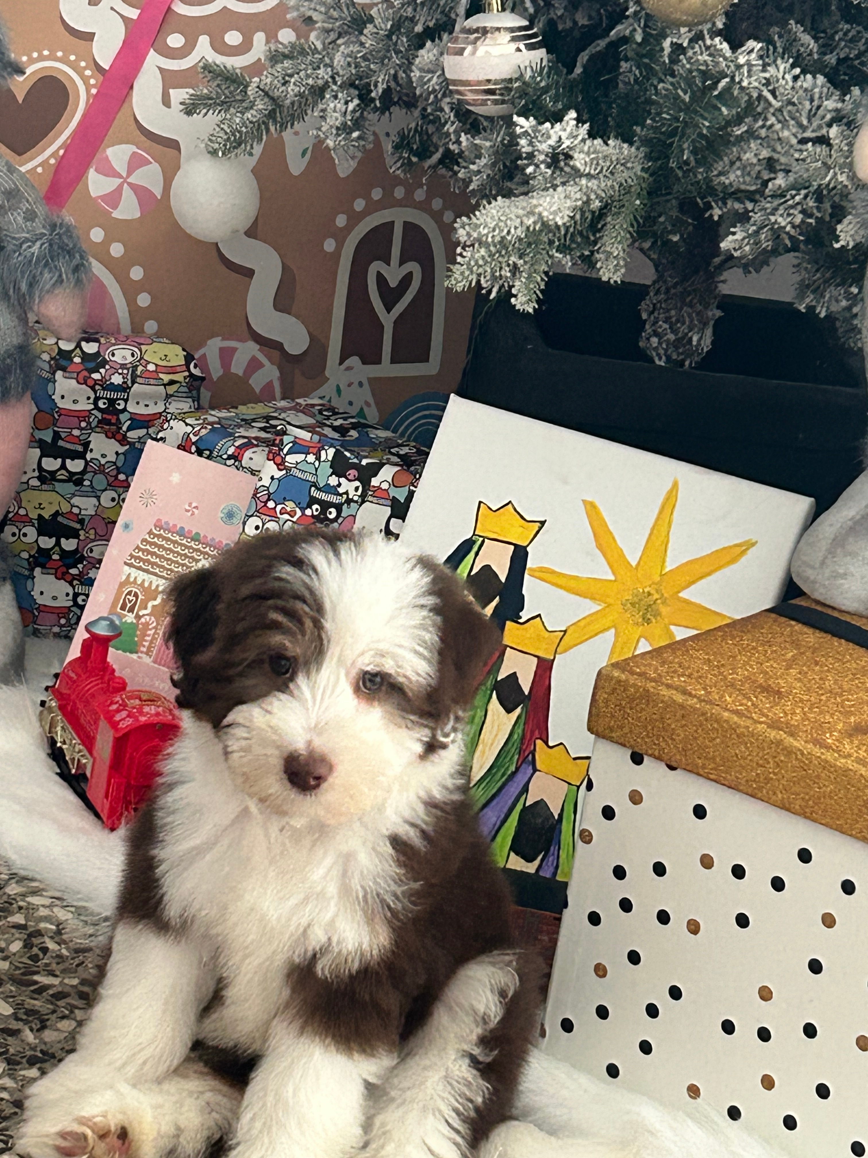 Mini Aussiedoodle Puppy for Adoption