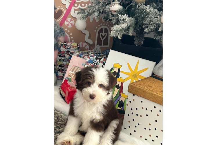 Mini Aussiedoodle Puppy for Adoption