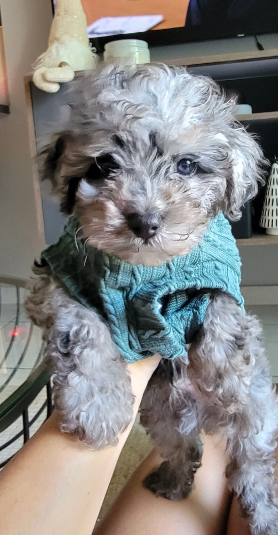 Poodle Pup Being Cute
