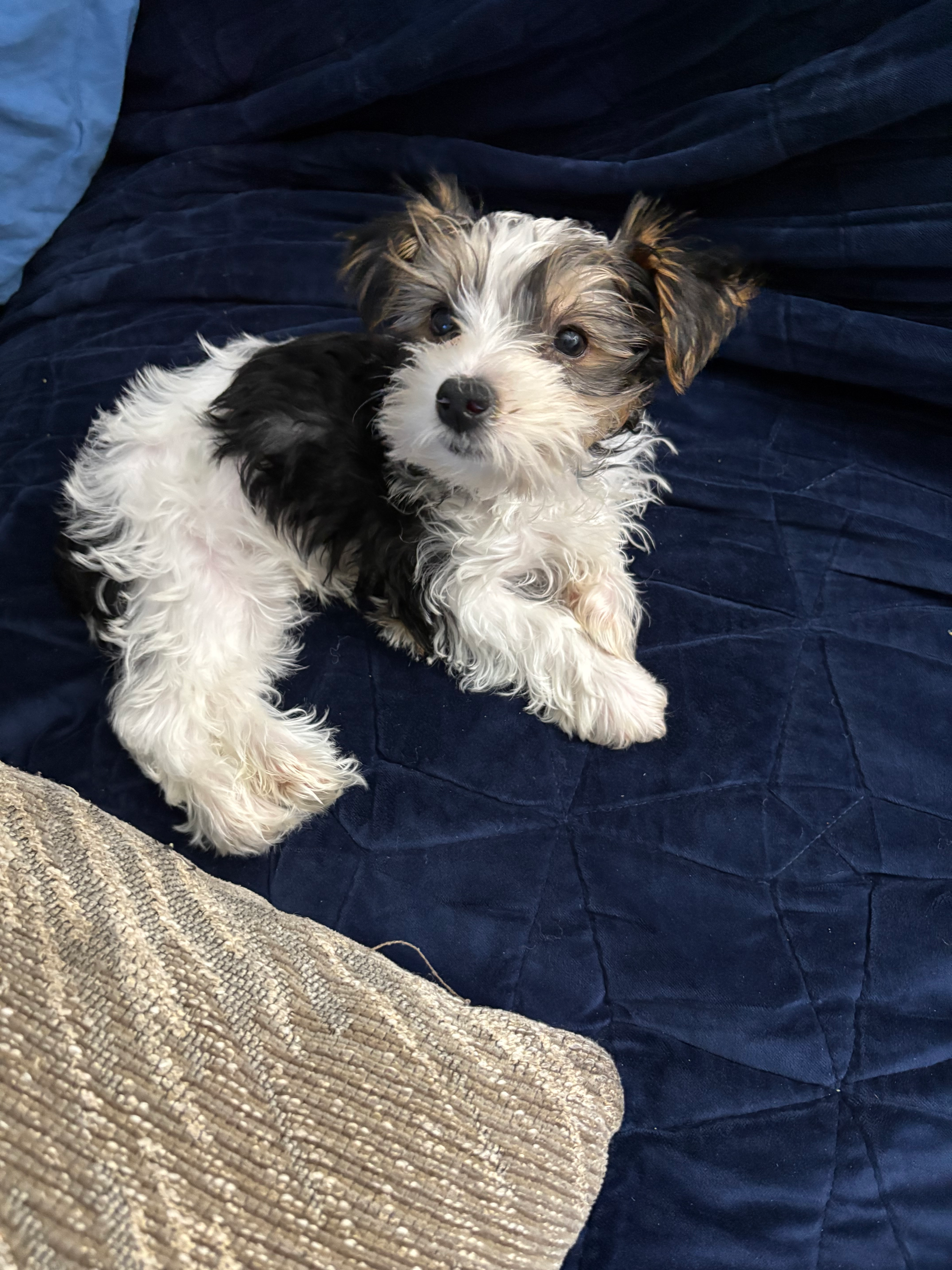 Best Yorkshire Terrier Baby