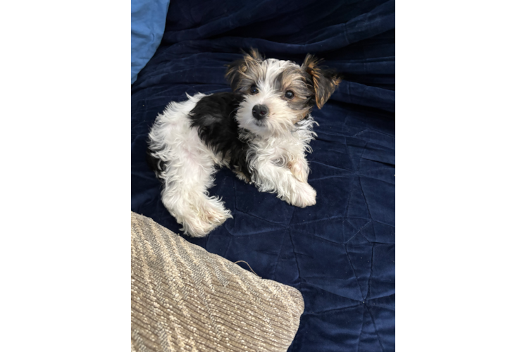 Best Yorkshire Terrier Baby