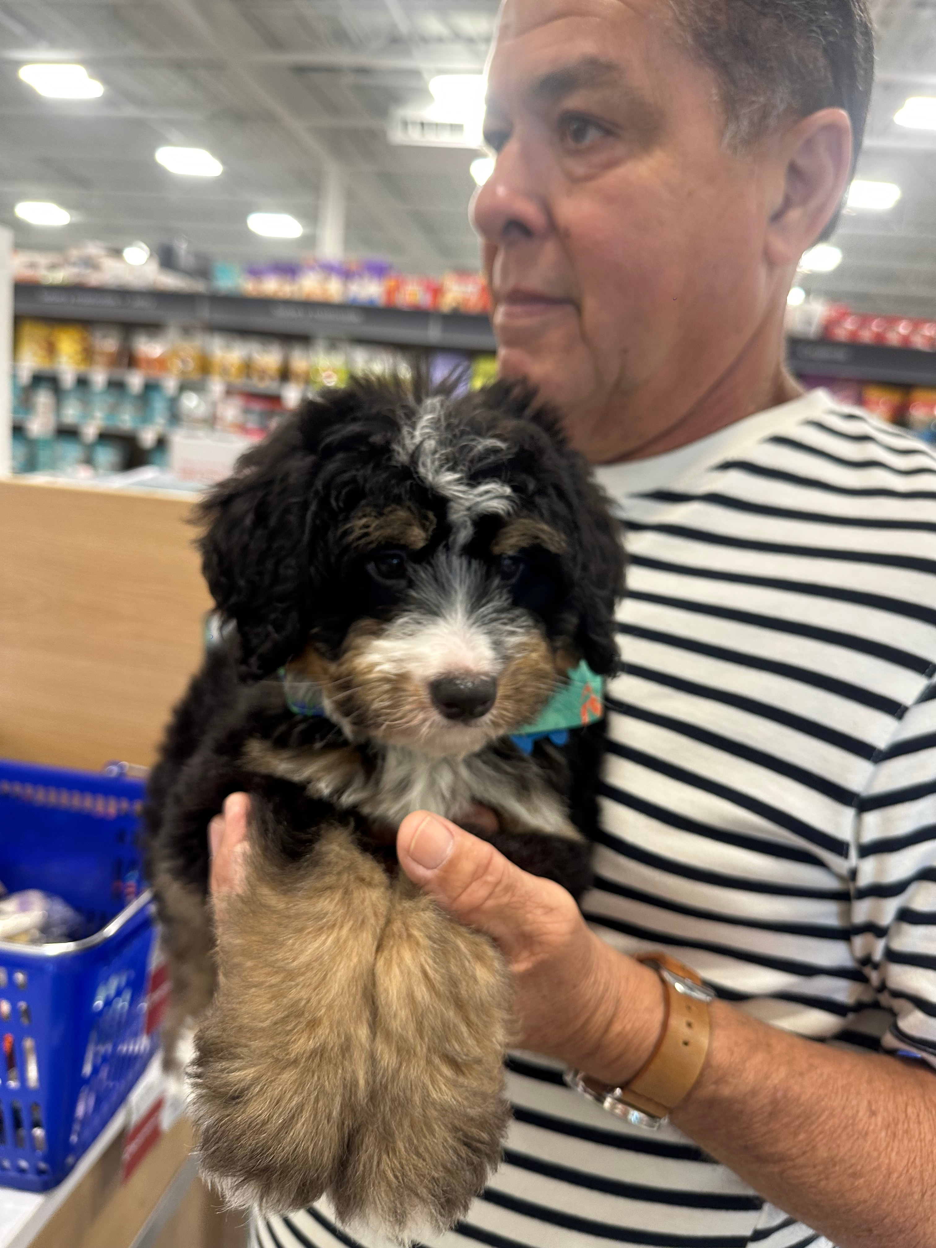 Mini Bernedoodle Pup Being Cute