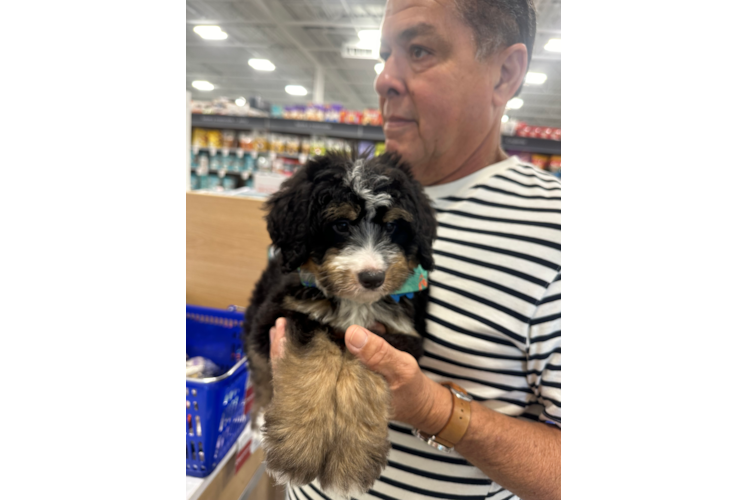 Mini Bernedoodle Pup Being Cute