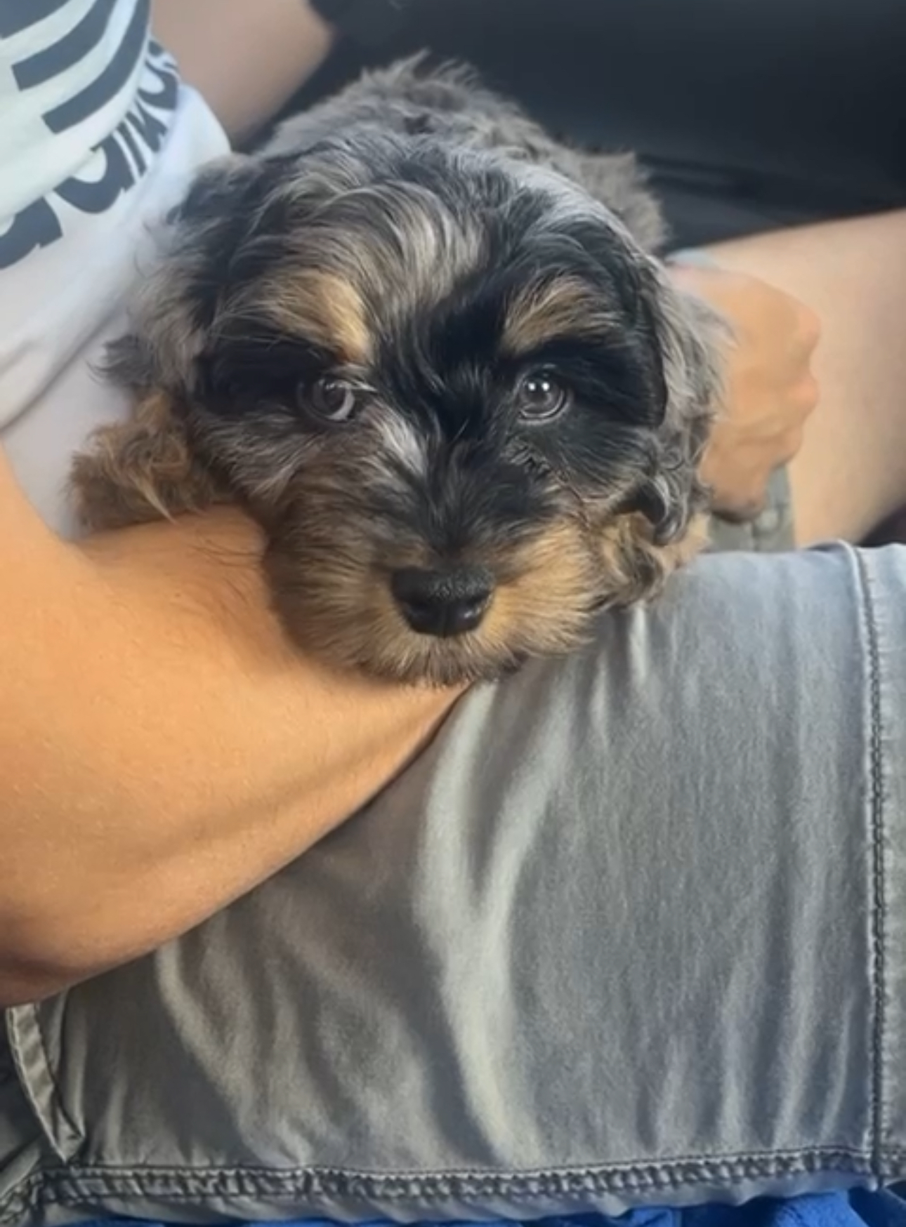 Cavapoo Pup Being Cute