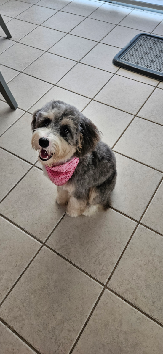 Mini Bernedoodle