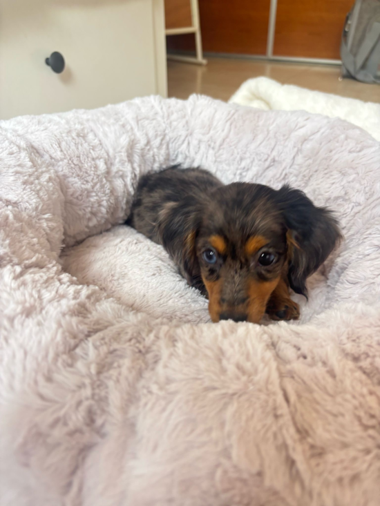 Dachshund