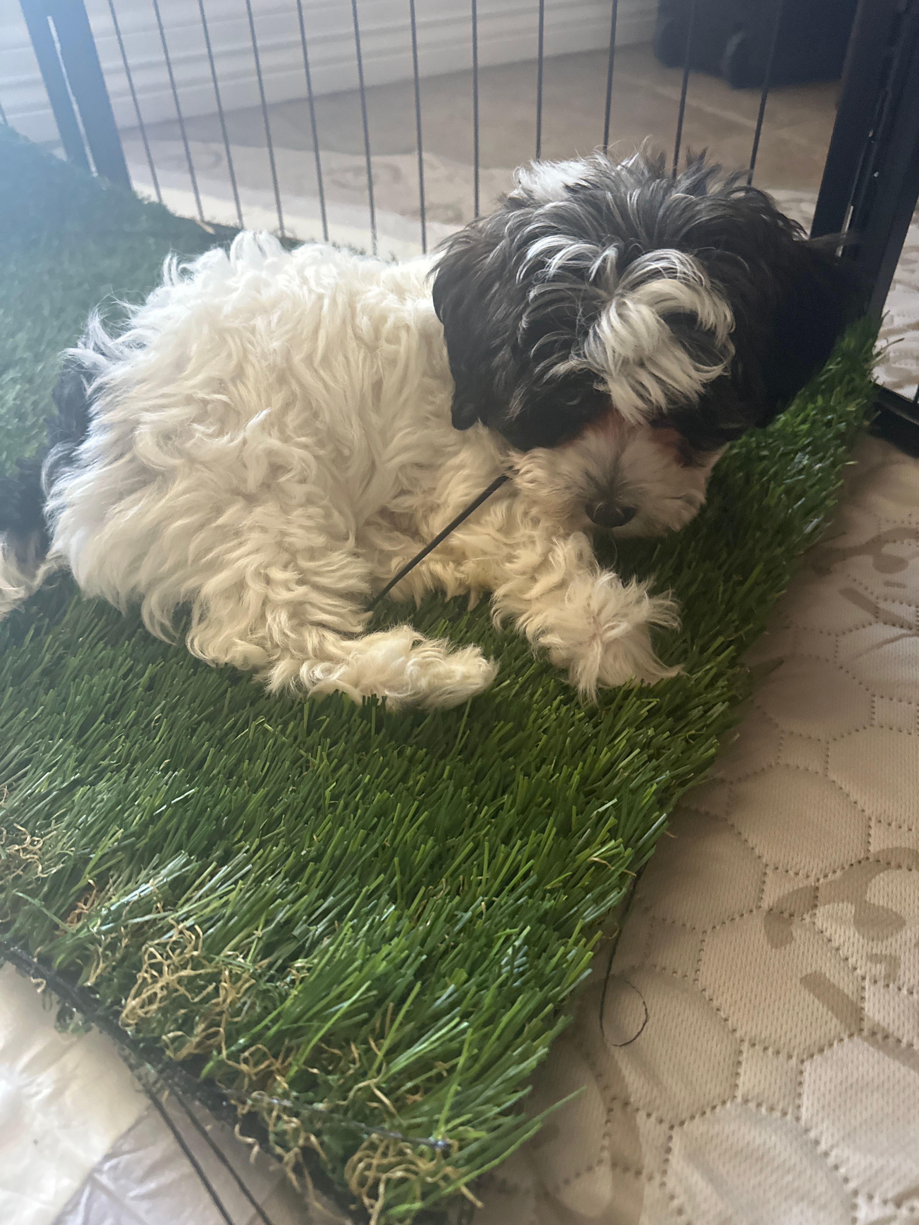 Fluffy Havapoo Poodle Mix Pup