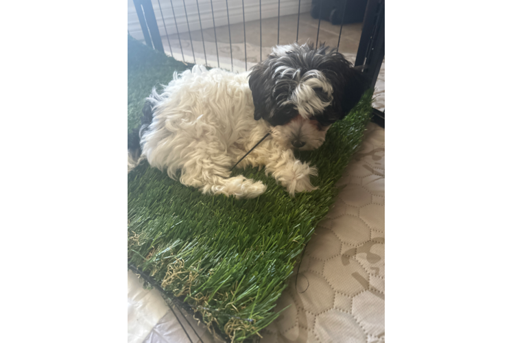 Fluffy Havapoo Poodle Mix Pup