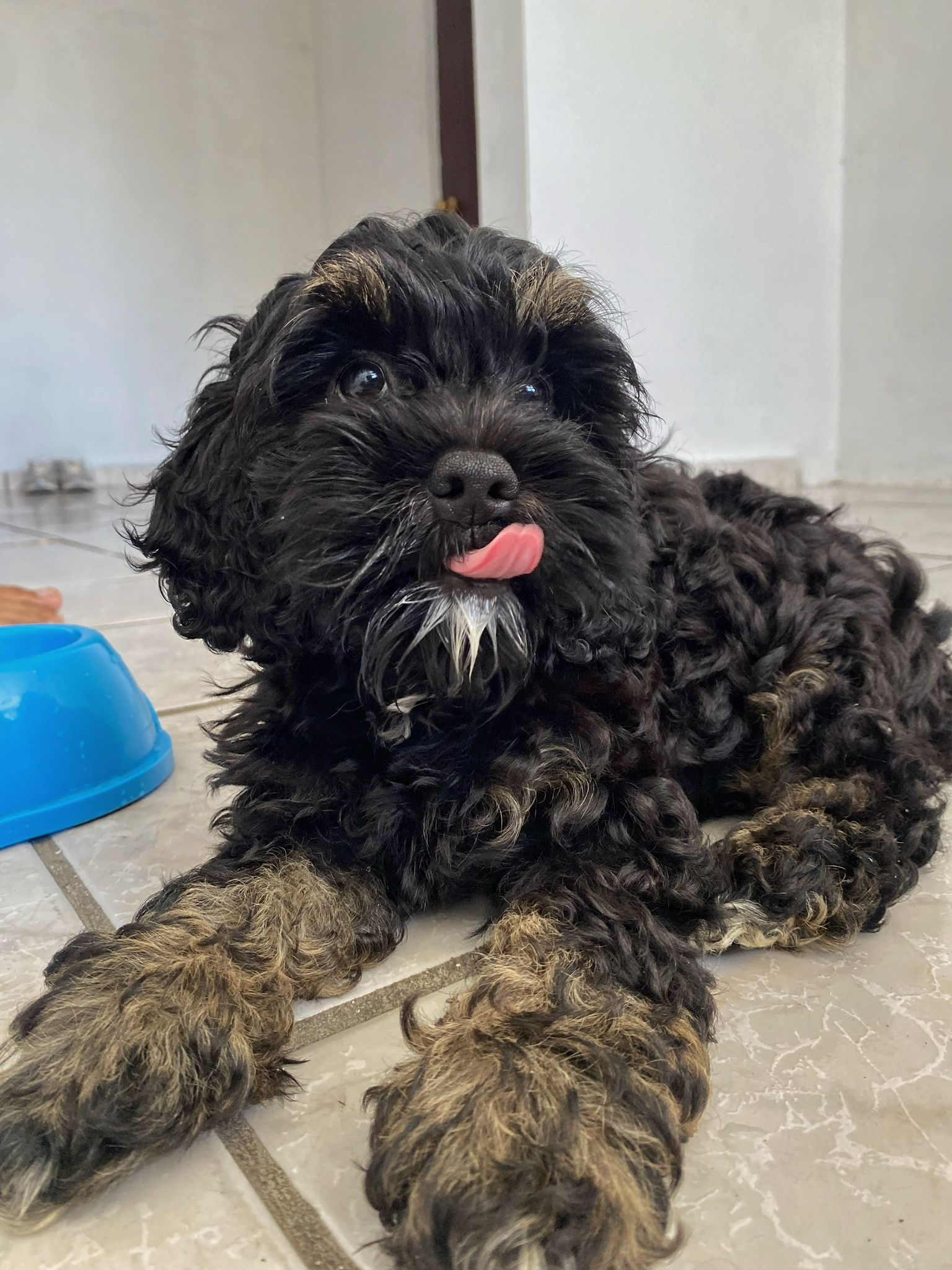 Petite Cockapoo Poodle Mix Pup