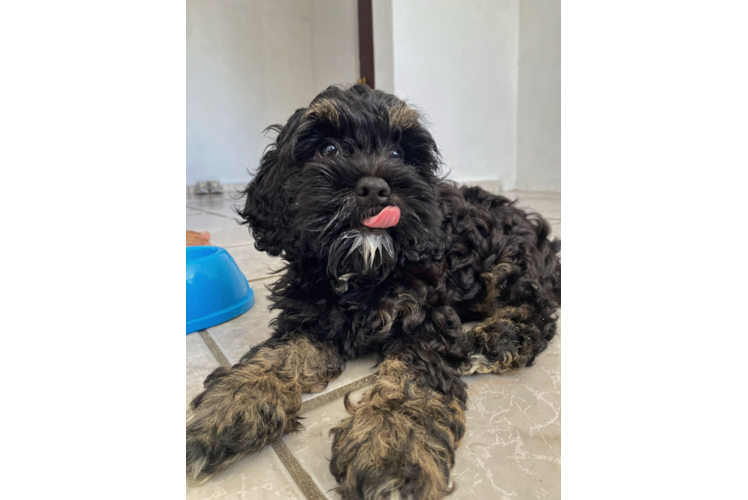 Petite Cockapoo Poodle Mix Pup