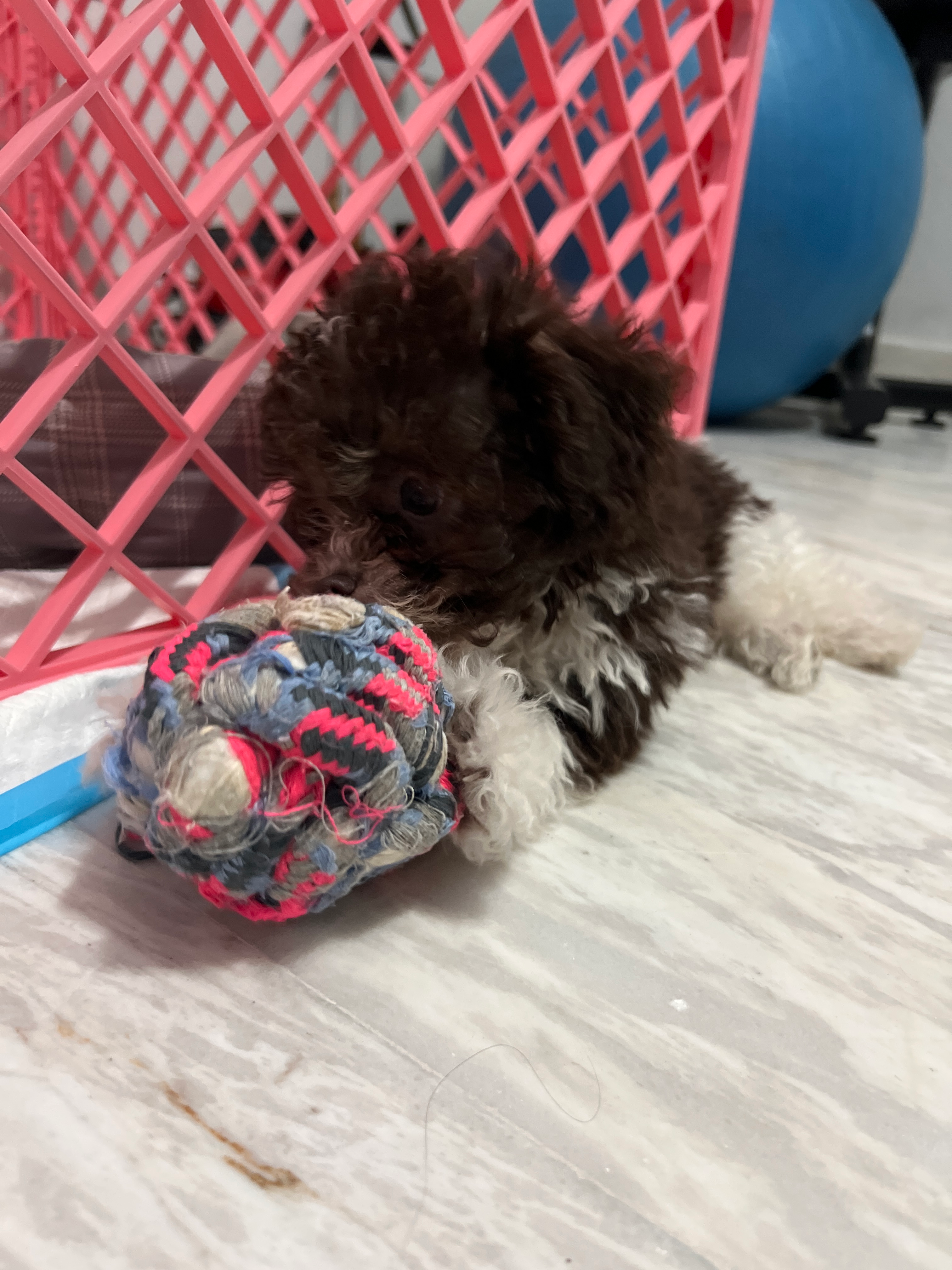 Cute Poodle Baby