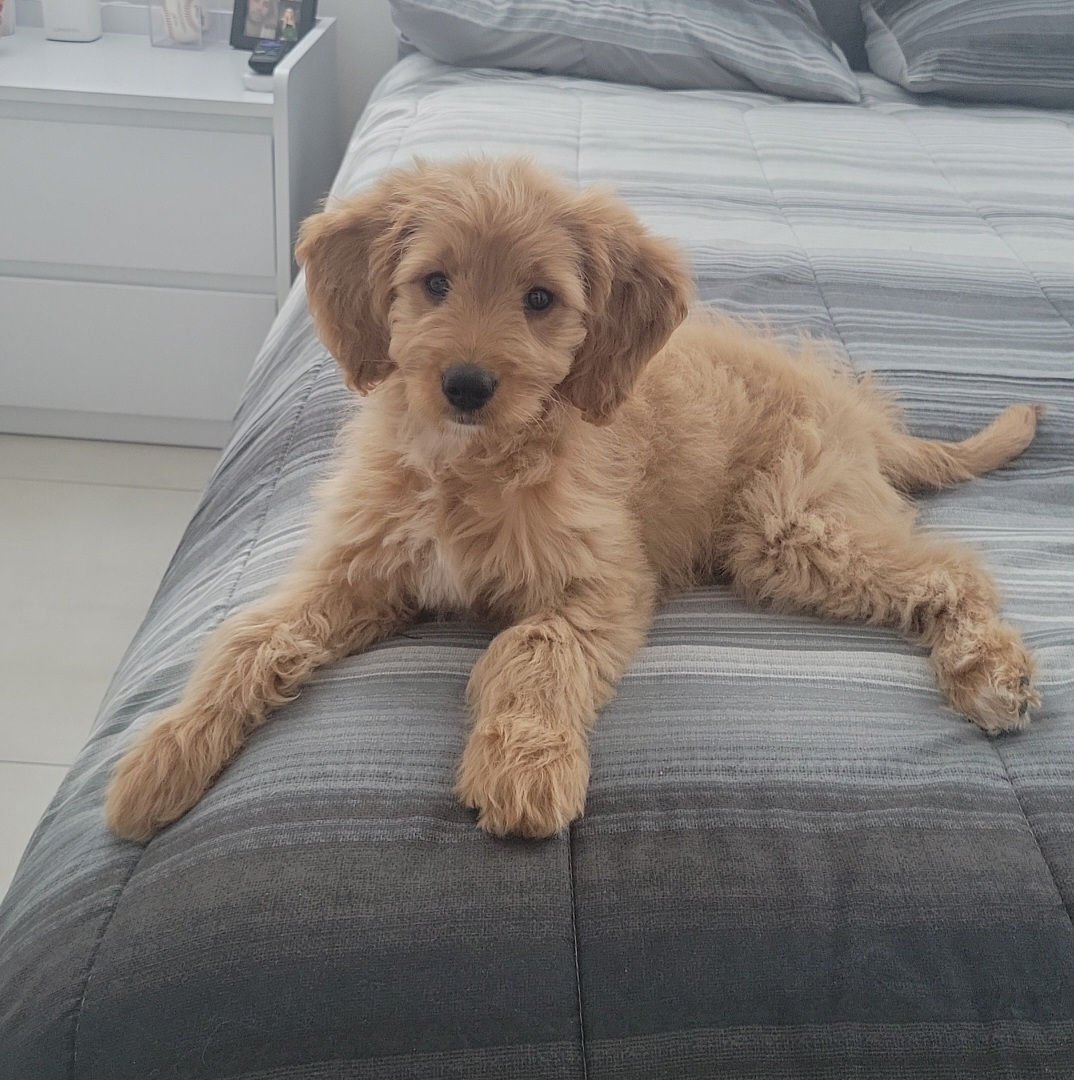 Mini Goldendoodle Puppy for Adoption