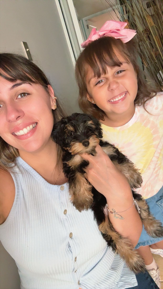 Yorkie Poo