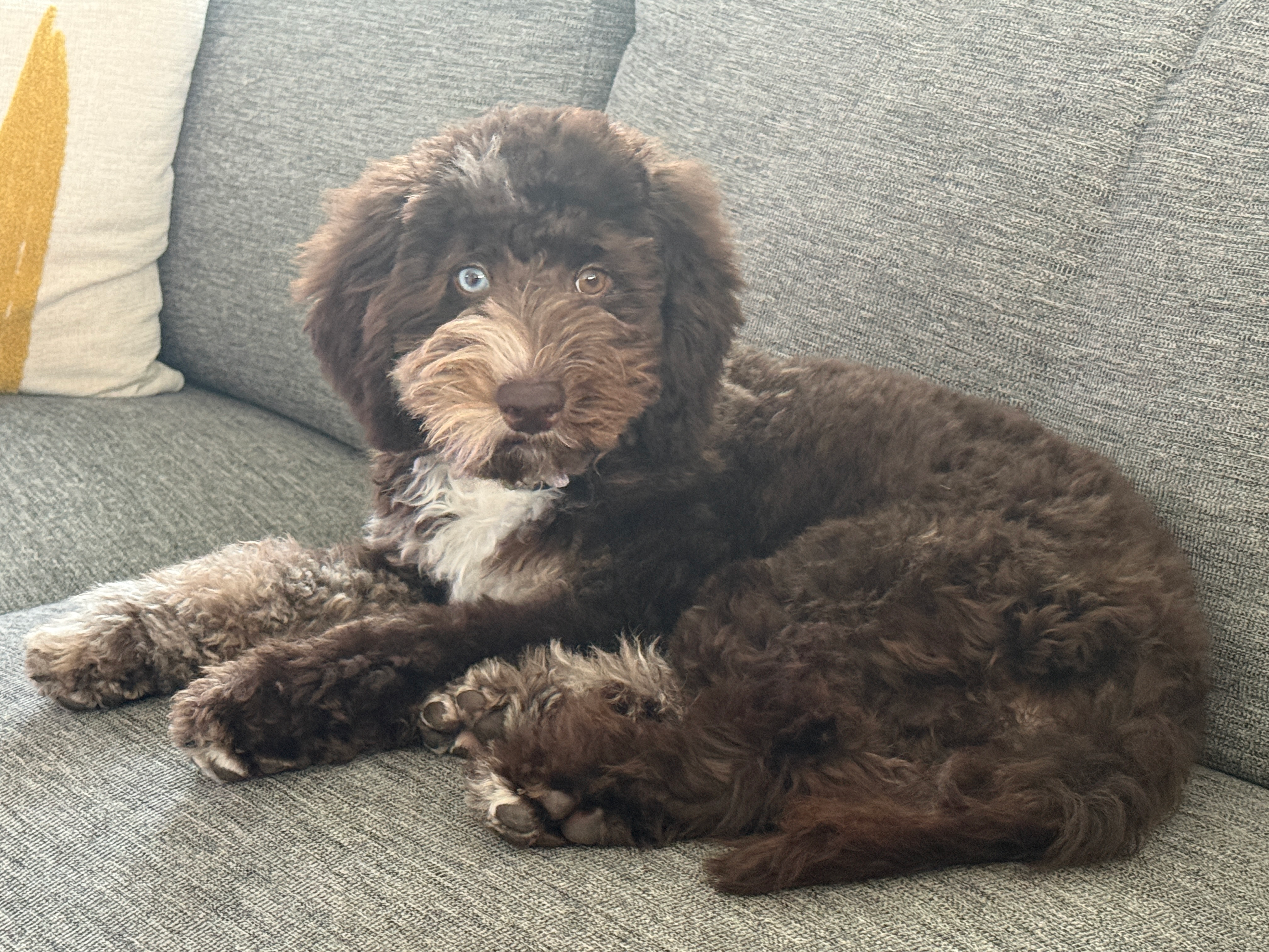 Best Mini Goldendoodle Baby