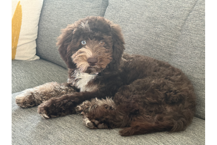 Best Mini Goldendoodle Baby