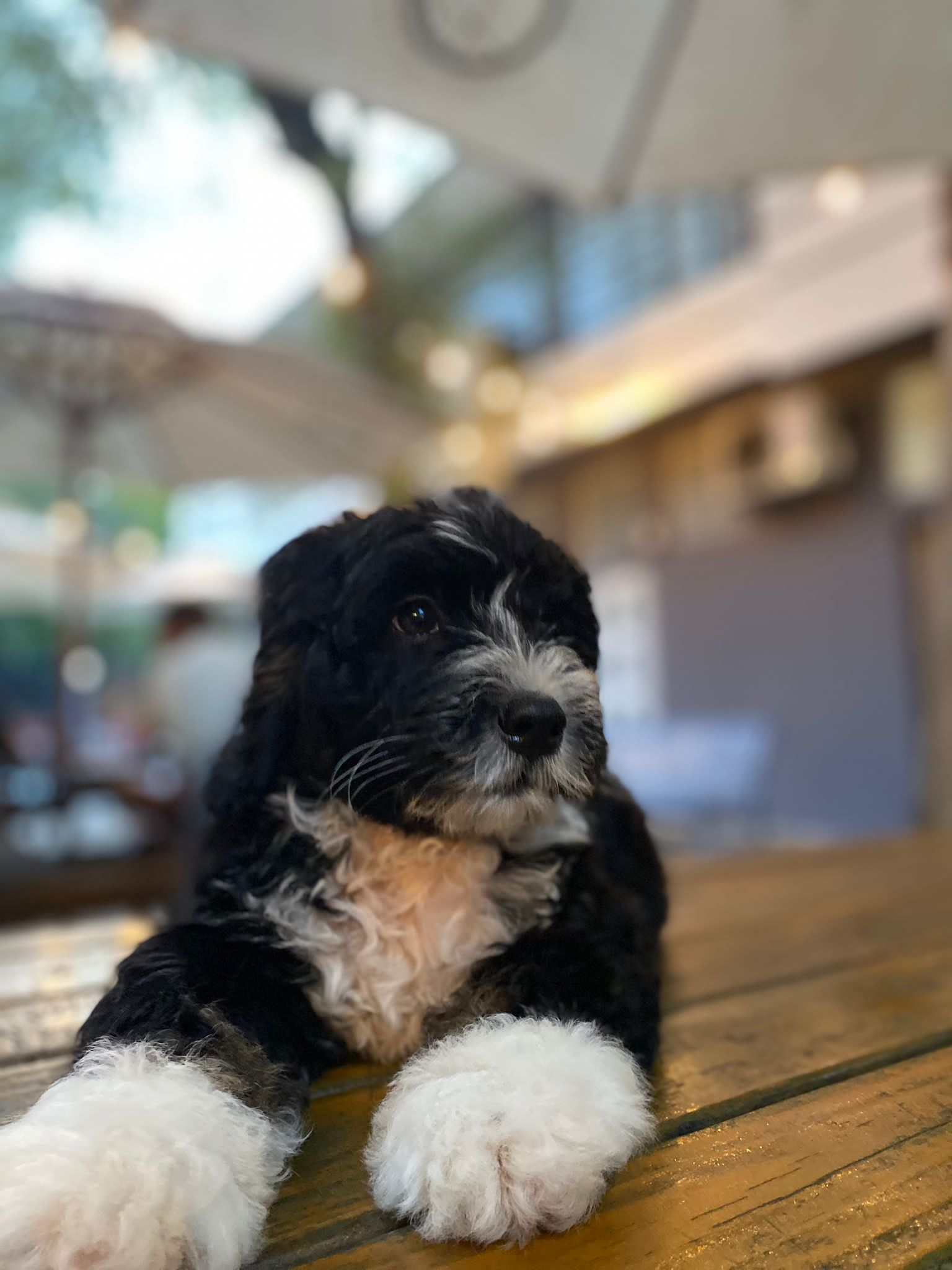 Cute Mini Bernedoodle Baby