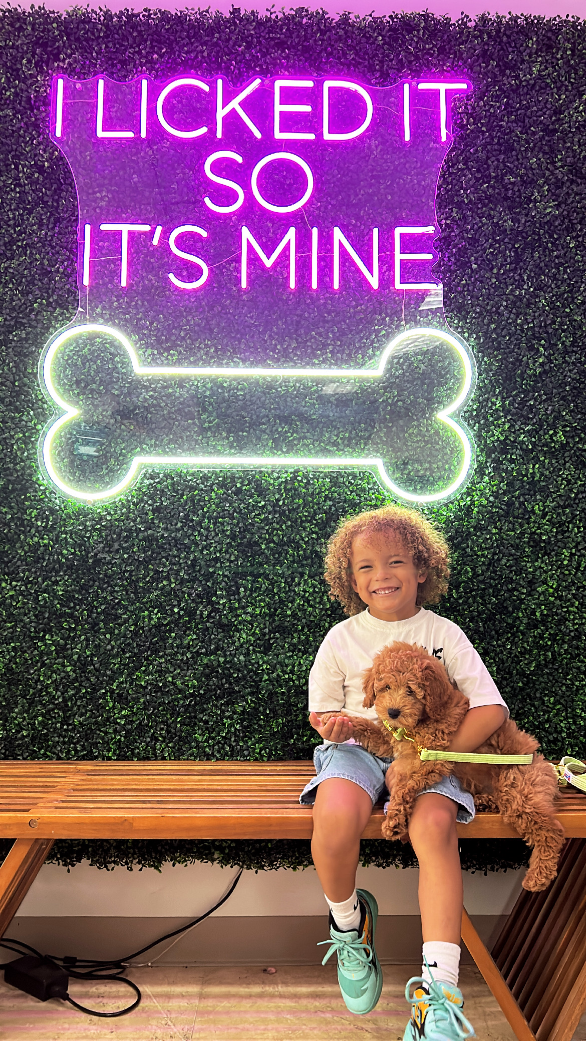 Mini Goldendoodle Pup Being Cute
