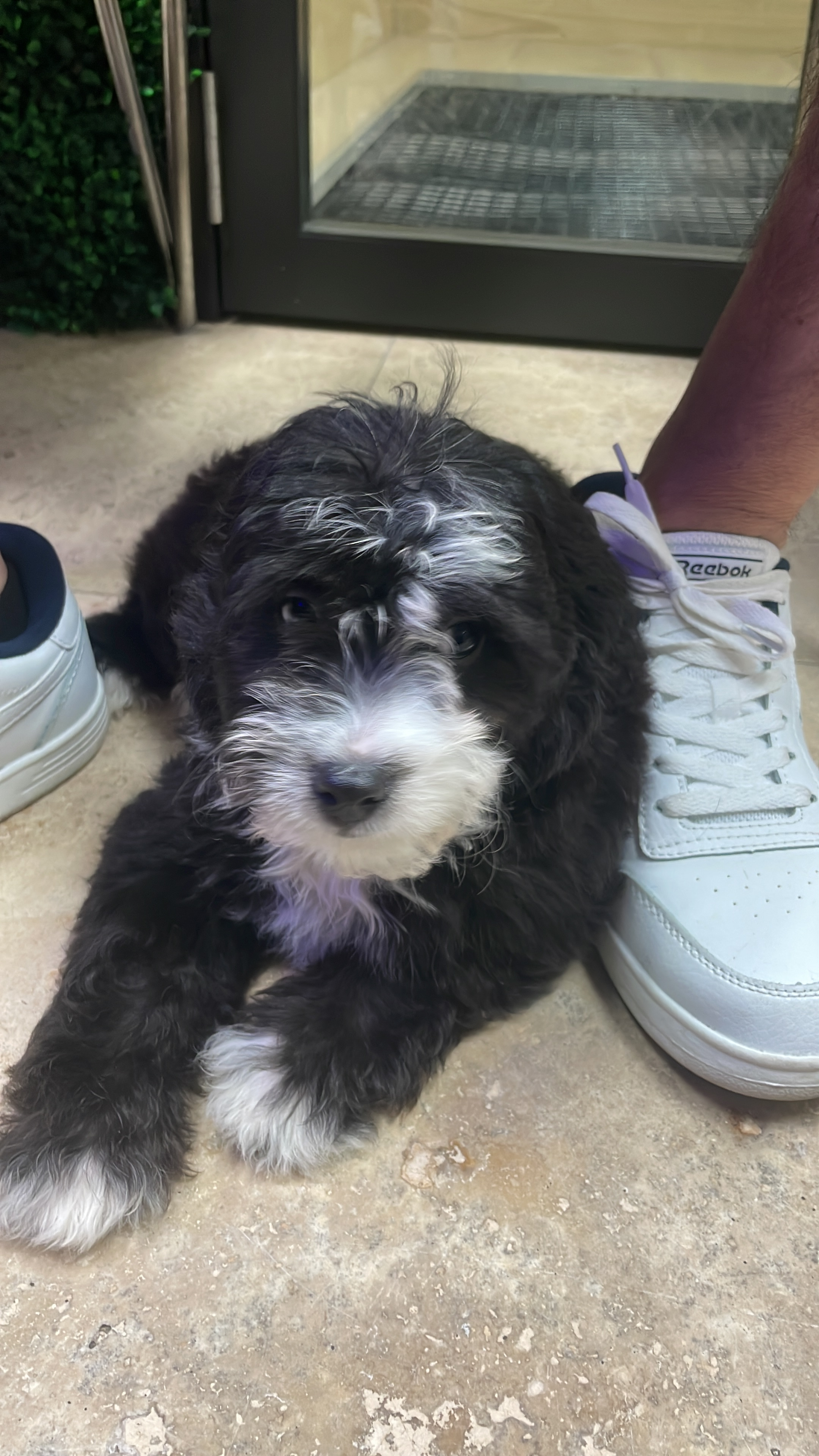 Friendly Mini Aussiedoodle Baby
