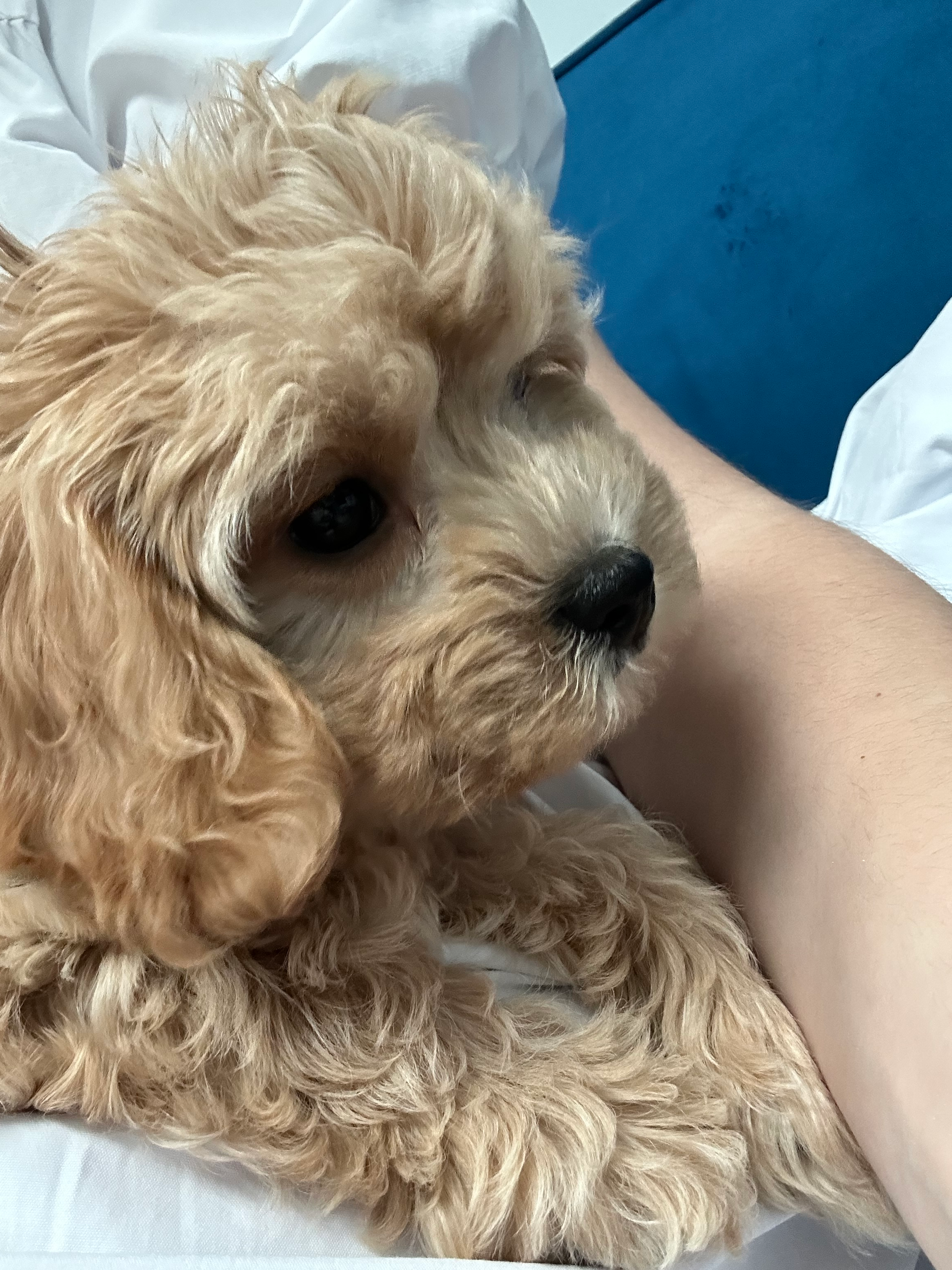 Friendly Cavachon Baby