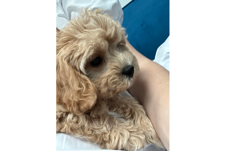 Friendly Cavachon Baby