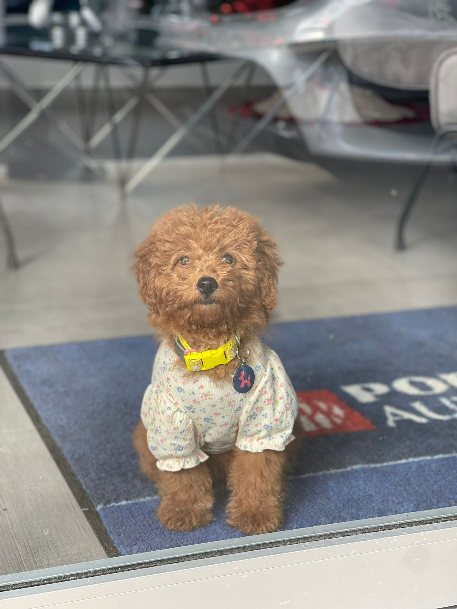 Cute Golden Retriever Poodle Mix Puppy