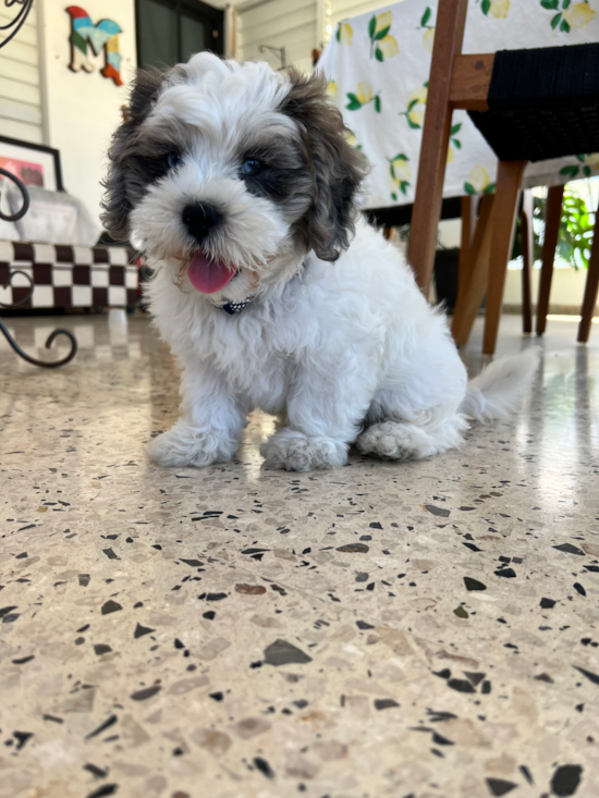 Milo