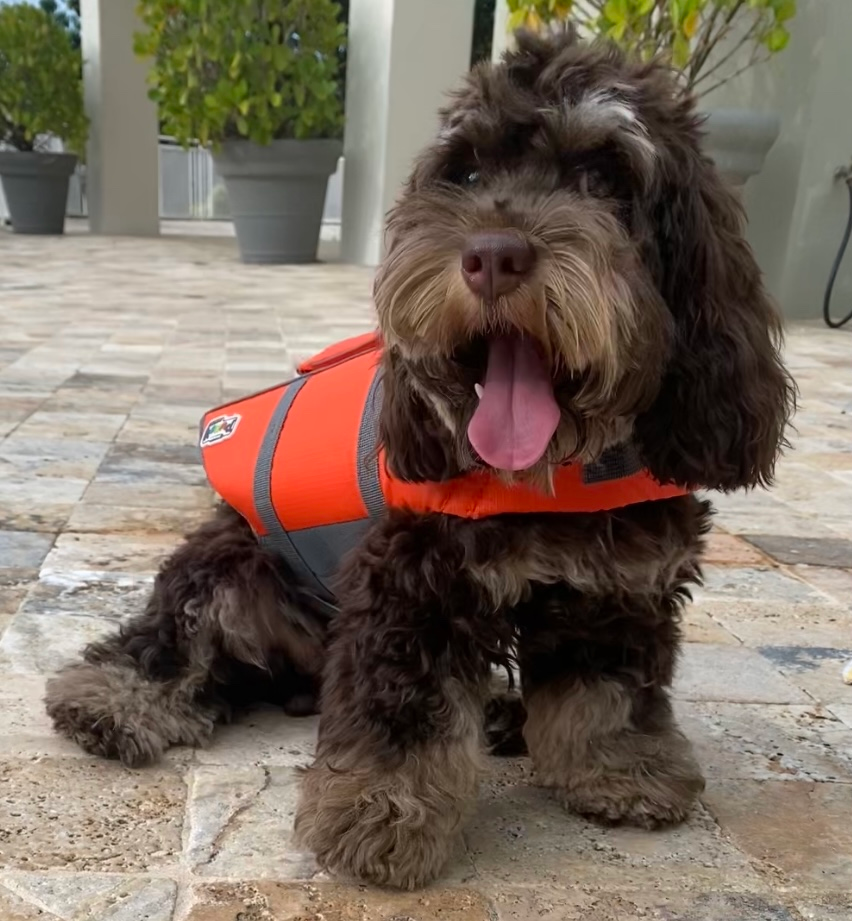 Cockapoo Puppy for Adoption