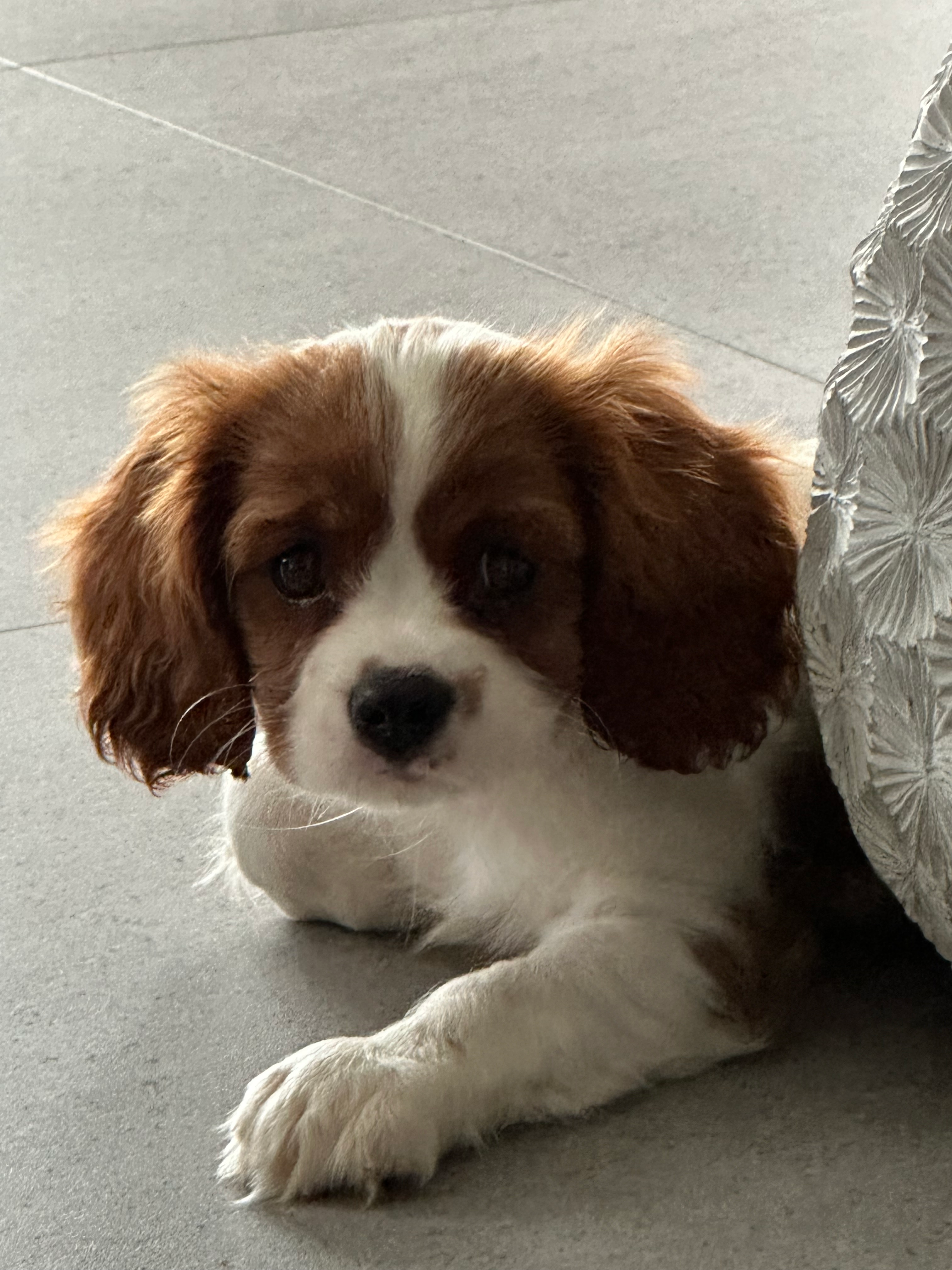 Playful Cavalier King Charles Spaniel Baby