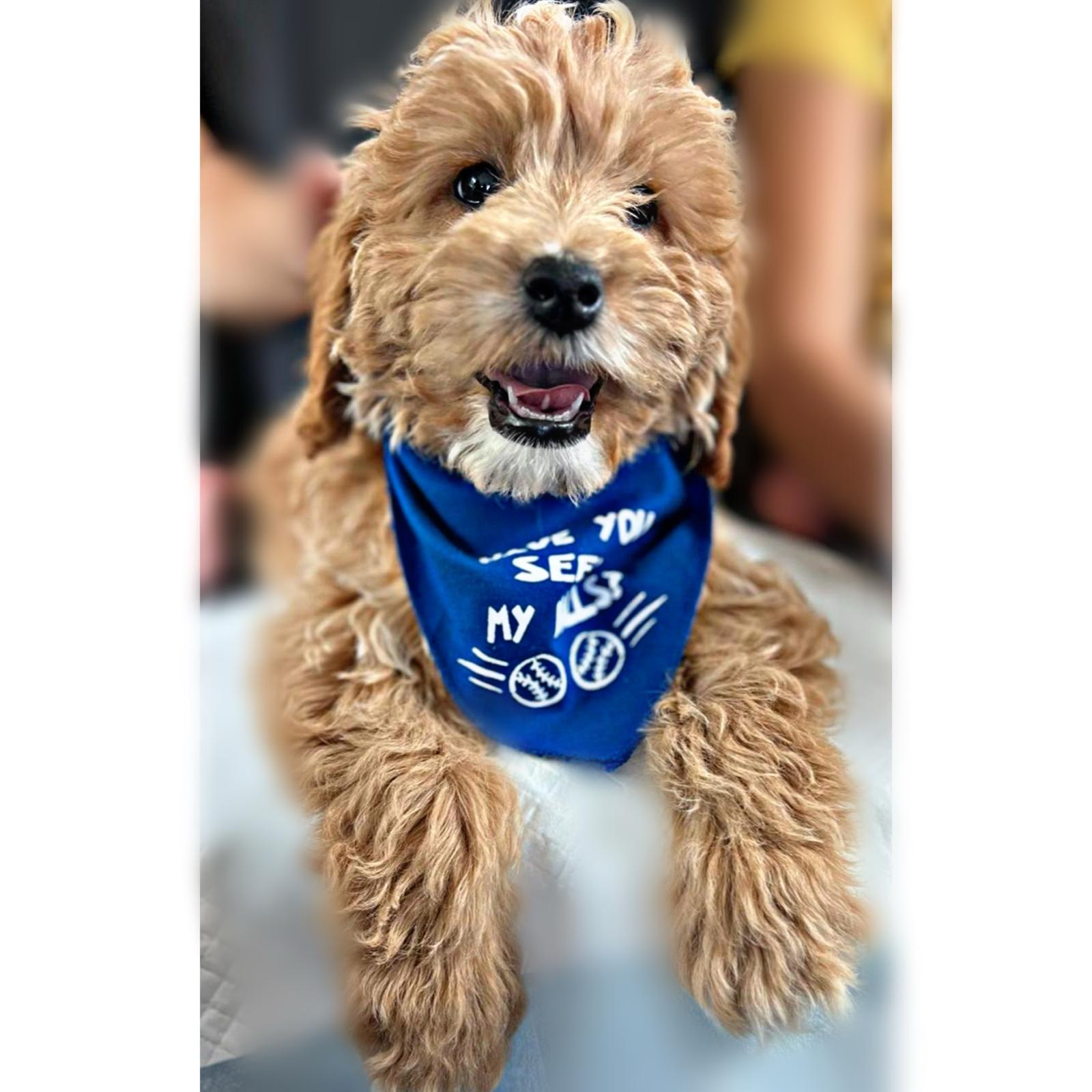Cute Mini Goldendoodle Baby