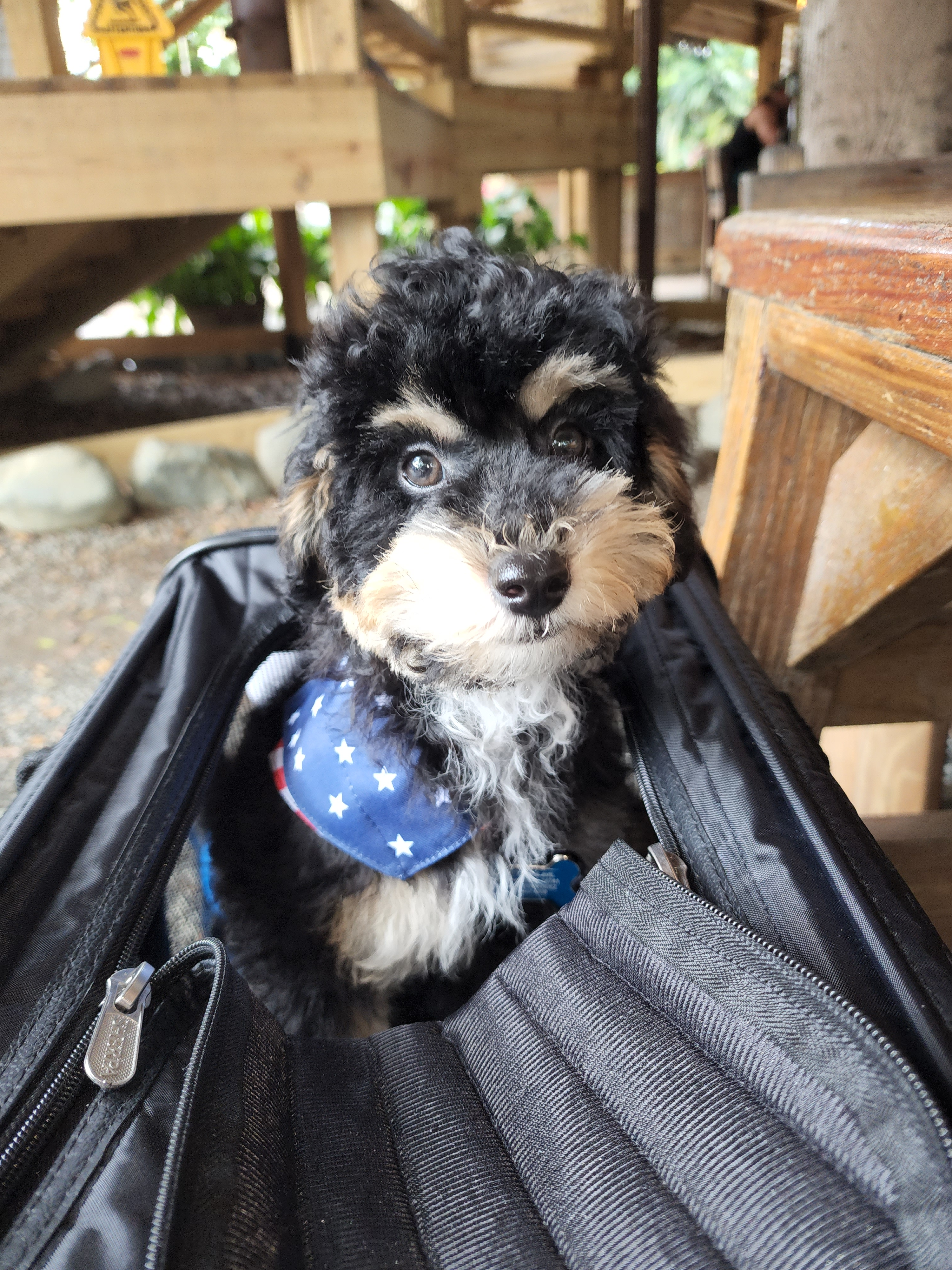 Poodle Puppy for Adoption