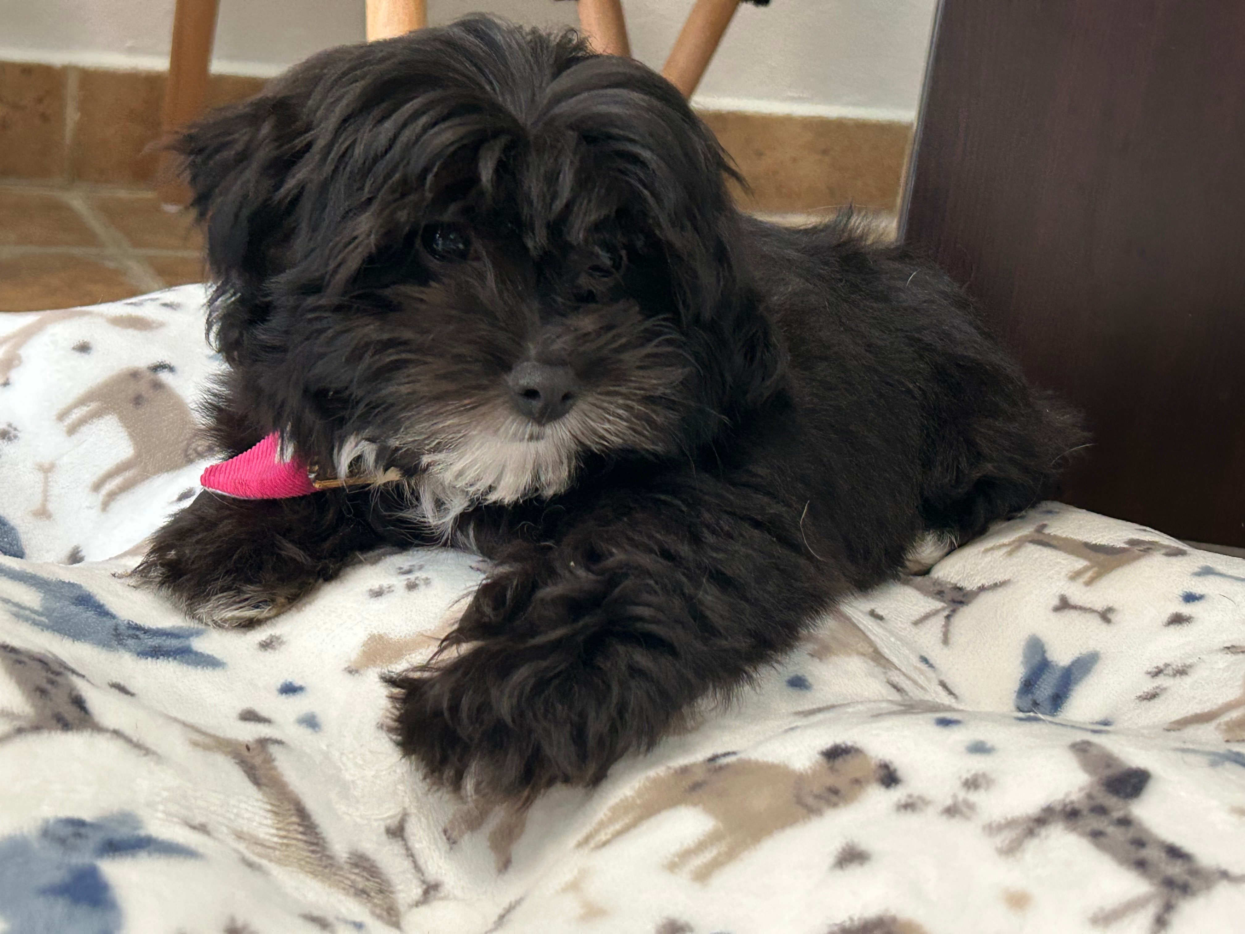 Playful Havadoodle Poodle Mix Puppy