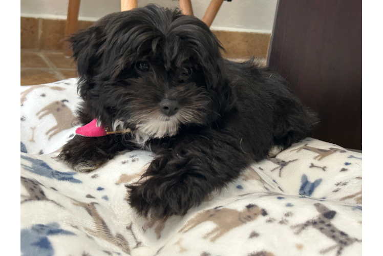 Playful Havadoodle Poodle Mix Puppy