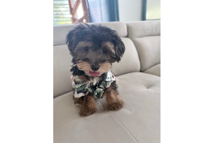 Cute Yo Yo Poo Poodle Mix Puppy