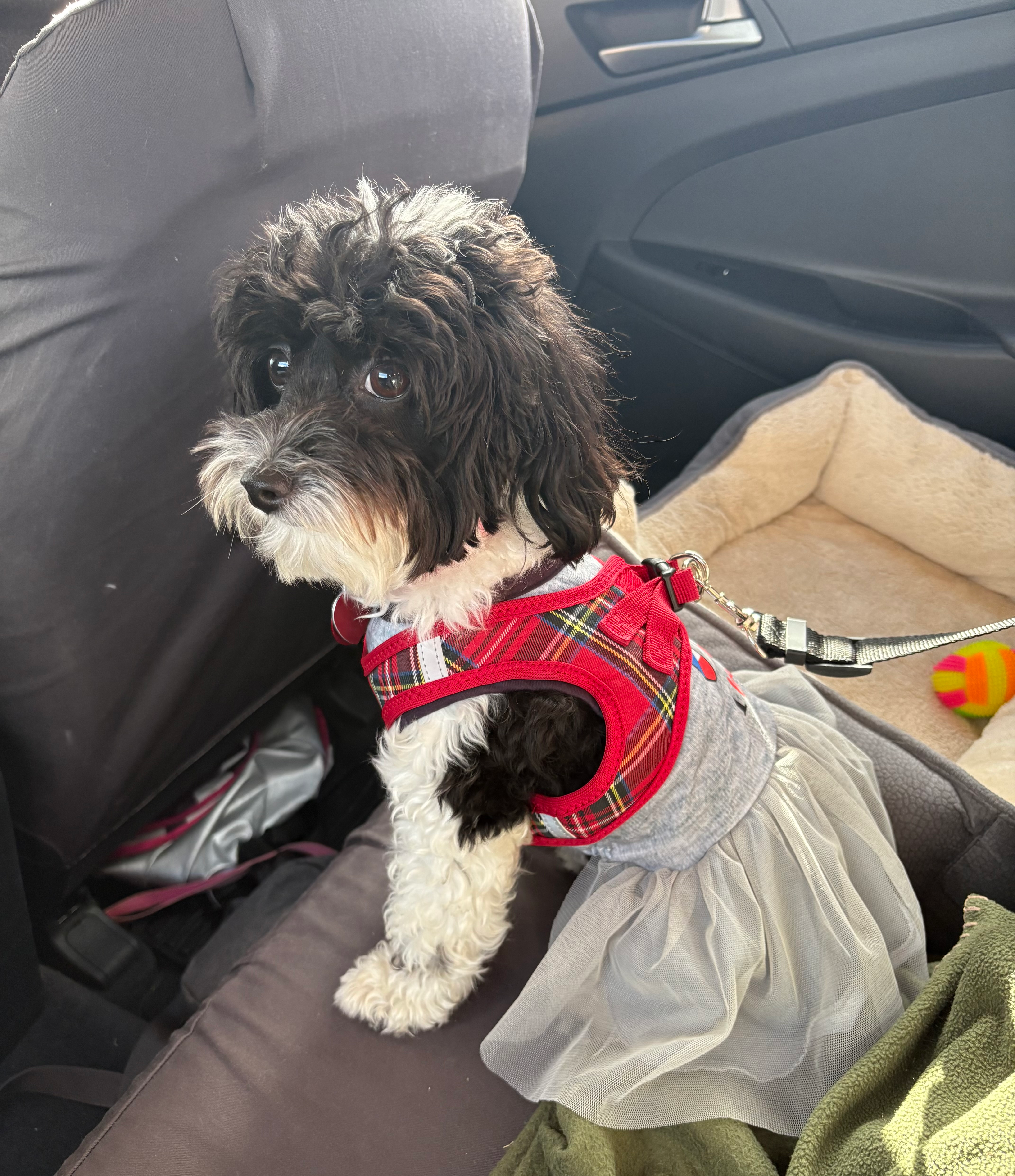 Mini Aussiedoodle Pup Being Cute
