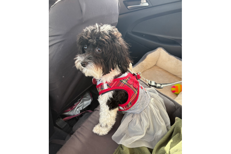 Mini Aussiedoodle Pup Being Cute