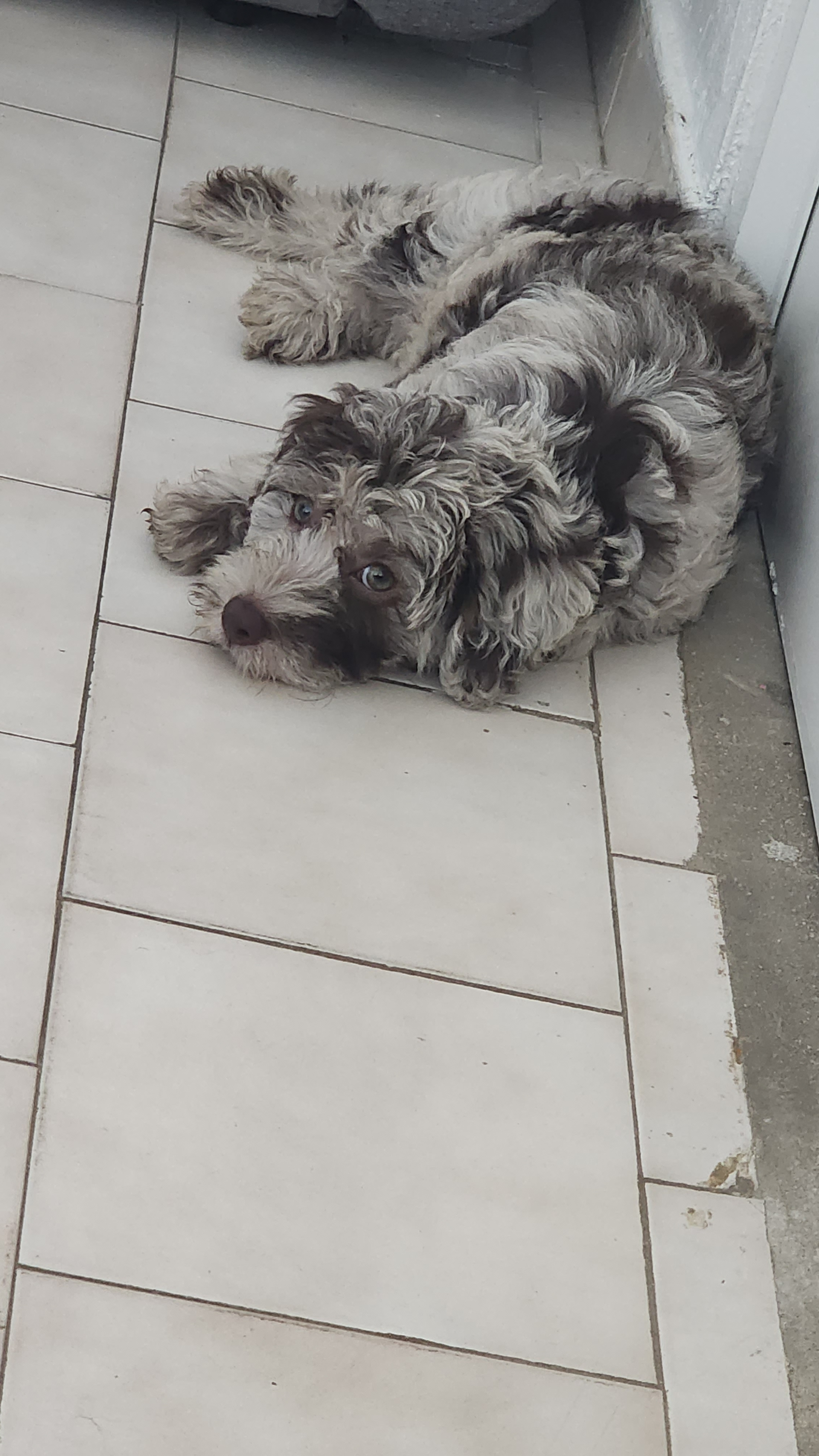 Mini Labradoodle Puppy for Adoption