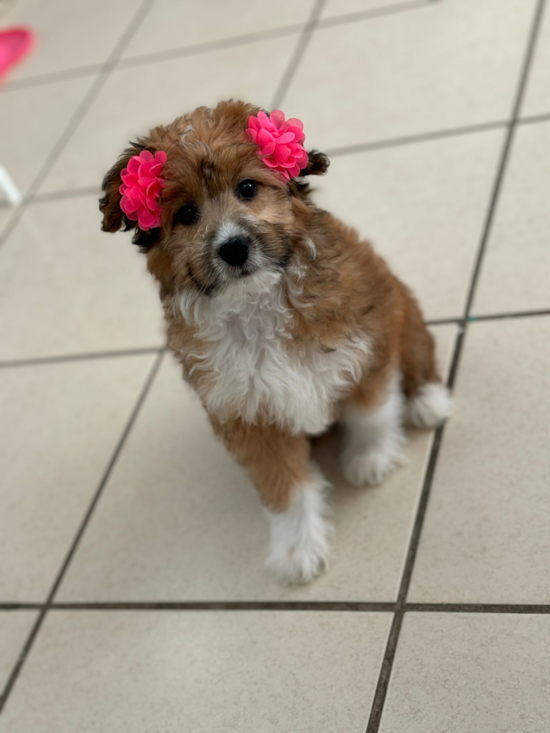 Mini Aussiedoodle