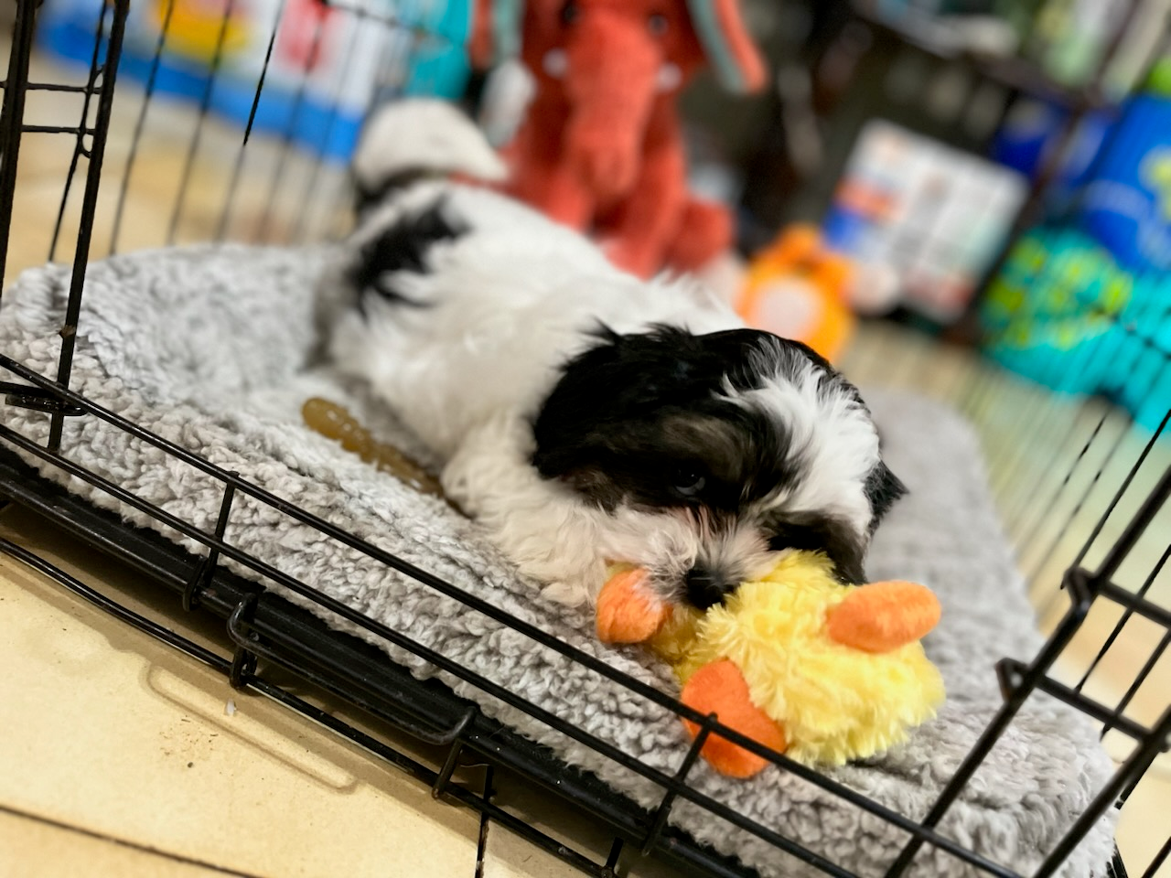 Petite Teddy Bear Designer Pup